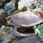 Small Turtle